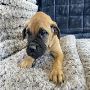 Bullmastiff Puppies For Sale