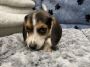 Pocket Beagle Puppies for Sale Pocket Beagle Puppies for Sale