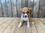 Boxer Puppies Boxer Puppies