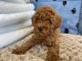 Teacup Poodles in NYC Teacup Poodles in NYC
