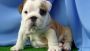 Puppies for Sale in Manhattan, NY Puppies for Sale in Manhattan, NY