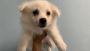 American Eskimo Puppy For Sale American Eskimo Puppy For Sale
