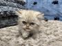 Exotic Kittens for Sale Exotic Kittens for Sale