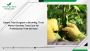 Expert Tree Surgeon in Bromley: Trust Manor Gardens
