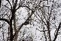 Best Service for Emergency Tree Removal in Greenfield Best Service for Emergency Tree Removal in Greenfield