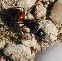 Carpenter Ant Removal in NJ – ALCO Animal & Pest Control