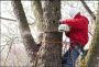 Recommended Tree Services in NJ – Trusted & Highly Rated