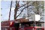 Professional Tree Removal Service in NJ – Safe & Efficient