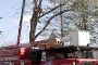 Tree Removal Company – Amazing Tree Services