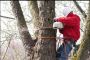 Professional Tree Removal Service in NJ