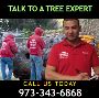 Affordable Tree Removal Estimate in NJ – Get Yours Today!