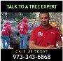 Tree Removal Estimate in Morris County, NJ – Amazing Tree Se