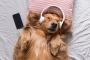 Relaxing Dog Music