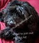 Save A Service Dog Save A Service Dog