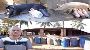 Earn Up To 1 Cr/Year With Our Pig Farming Business [2023]