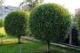 Marty's Tree Removal & Pruning