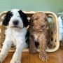  We presently have litters for the following breeds: