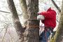 Tree Service Jobs