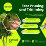 Tree Trimming & Pruning Services