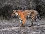 Contact for Best Wildlife Resorts in India with MC Resorts