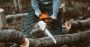 Professional Tree Service in Newton MA – Medina Tree Service