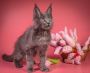 Maine Coon For Sale – Discover Gentle Giants Full of Wonder