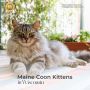 Maine Coon Kittens in Wisconsin – Fluffy Royalty Awaits Your