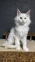 Maine Coon Kittens in Wisconsin: Redefine Feline Grace