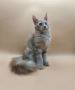 Maine Coon Kittens in Minnesota: Friendly & Intelligent Pets