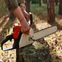 Tree trimming in Buffalo, NY Protect Your House and Garden