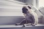 Keep Your Dog Safe From Stairs