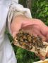 Buy Queen Bee Online Illinois – Meyer Bees for Sale