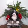 Bernedoodles For Sale In Illinois | Michiana Bernedoodles Bernedoodles For Sale In Illinois | Michiana Bernedoodles