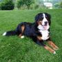 Miniature Bernedoodle Male | Michiana Bernedoodles