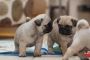 Purebred Handsome Little Pug Puppies Ready Noiw