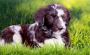 blue merle aussiedoodle Kansas city