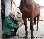 Laser Therapy for Horses and Veterinary Care