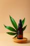 Experience Blissful Relaxation with Tropics Collective's Del