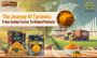 The Journey of Turmeric: From Indian Farms to Global Markets