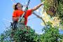 Top-Rated Mississippi Tree Service – Expert Care your tree