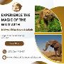 Hadza Tribe Life Expectancy: A Journey into the Heart of Tan