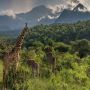 Plan Your Tanzania Safari Holiday Package Today!
