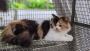 Calico Kitten For Sale In Amritsar