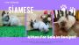 Siamese Kitten For Sale In Sonipat hr