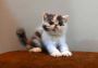 Calico Kitten For Sale In Sonipat hr