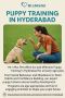 Puppy Training in Hyderabad Puppy Training in Hyderabad