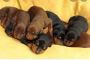 Doberman Puppies Doberman Puppies