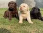 Labrador Retriever Puppies in Mumbai