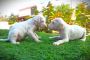 Rajapalayam Puppies Rajapalayam Puppies