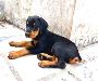 European Doberman Puppies
